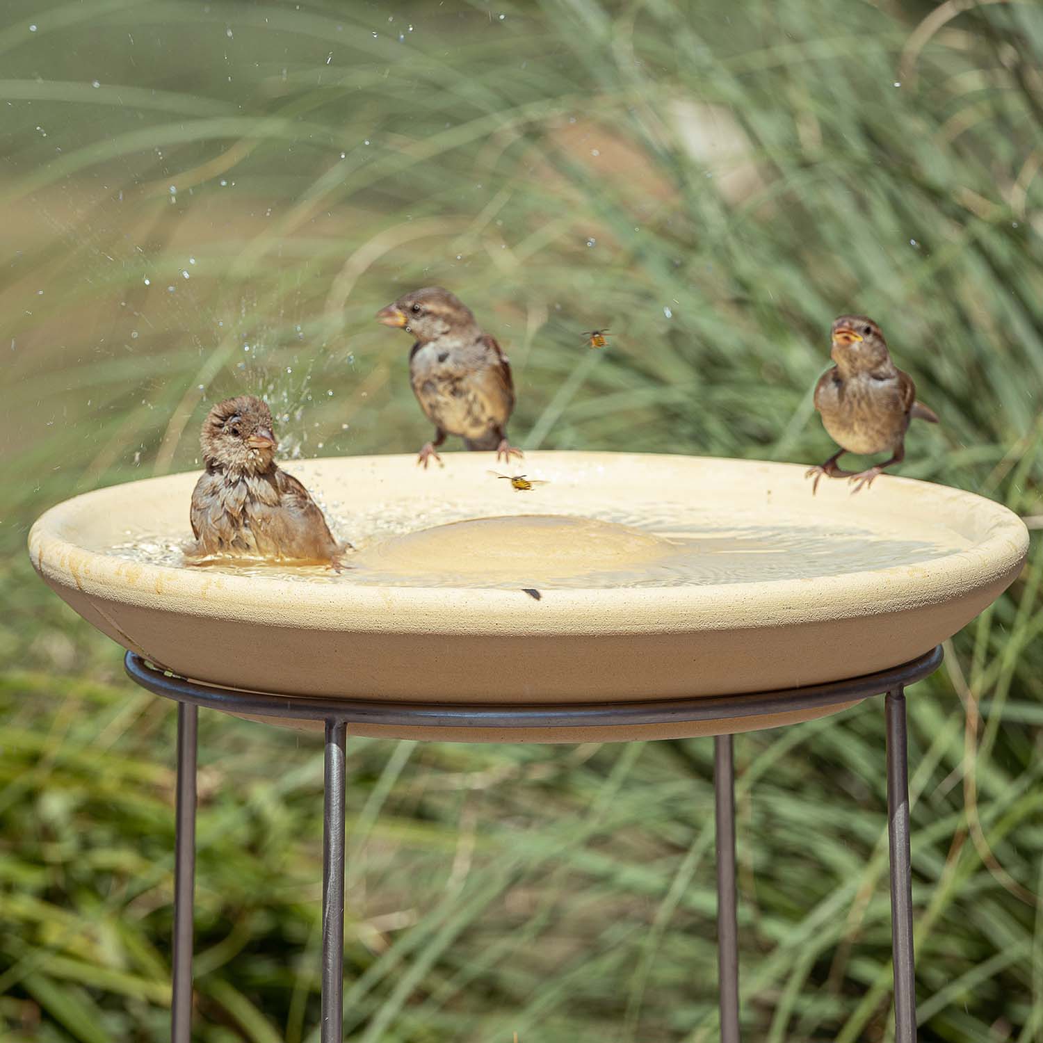 Vogeltränke CeraNatur