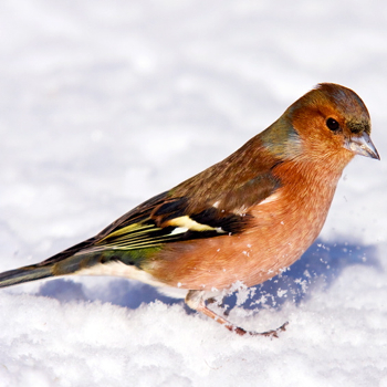 Vogelpfeife Buchfink