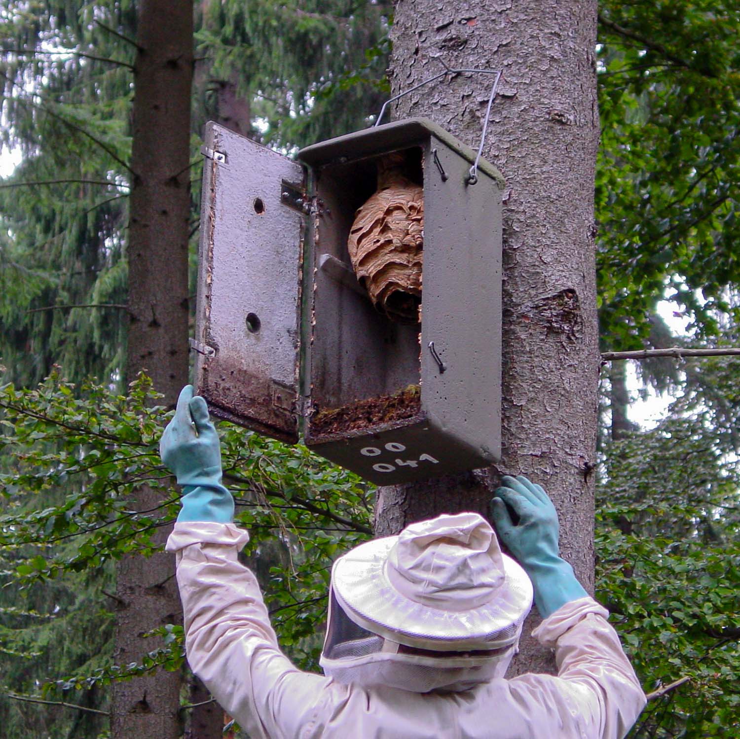 Schwegler Hornissenkasten Hornissenschutz