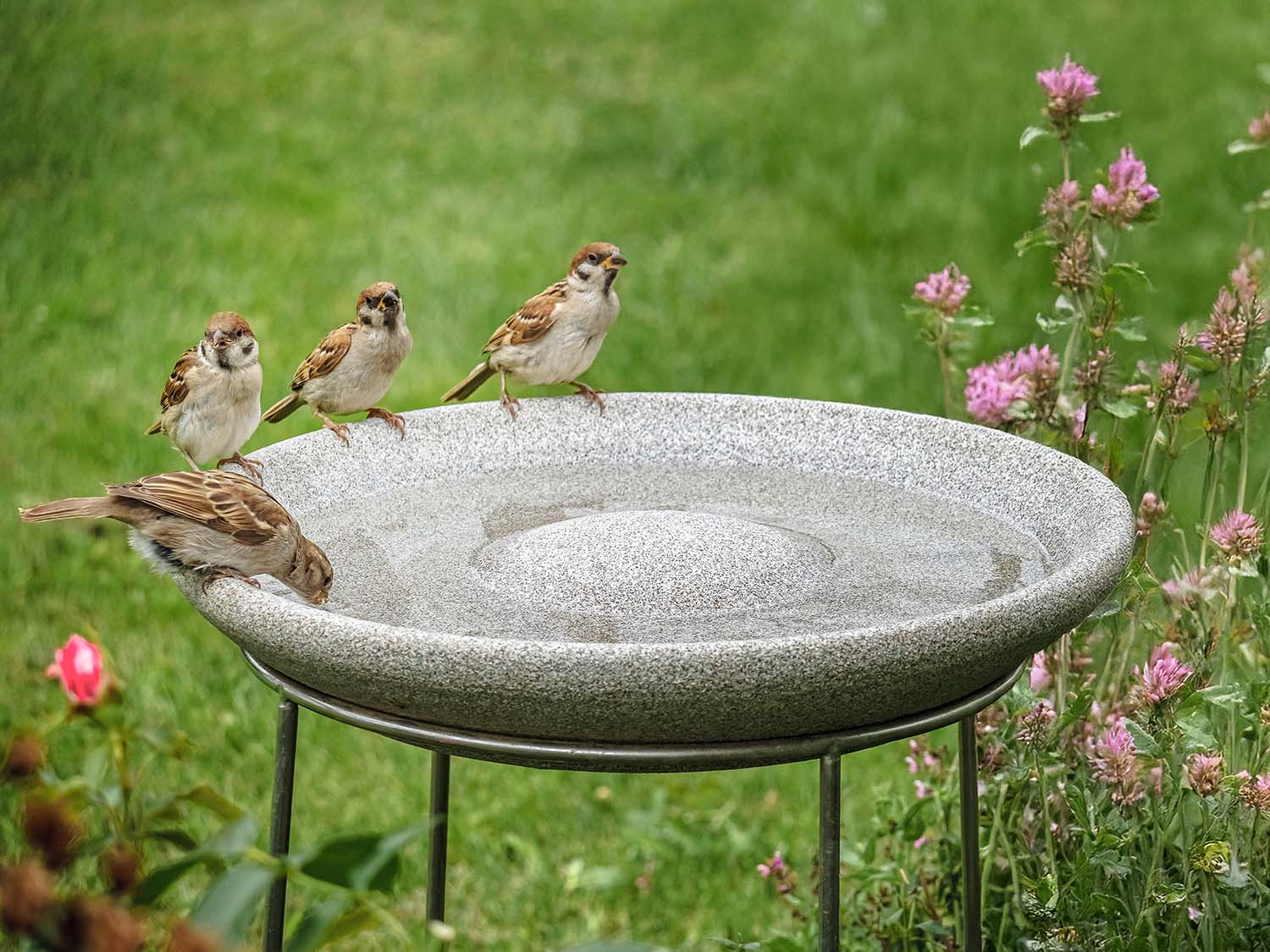 Vogeltränke