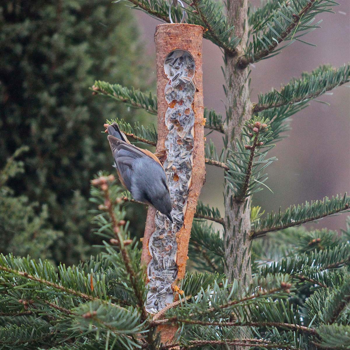 SPARPAKET 12 X 500g Rindertalg reines Fettfutter zur Vogelfütterung