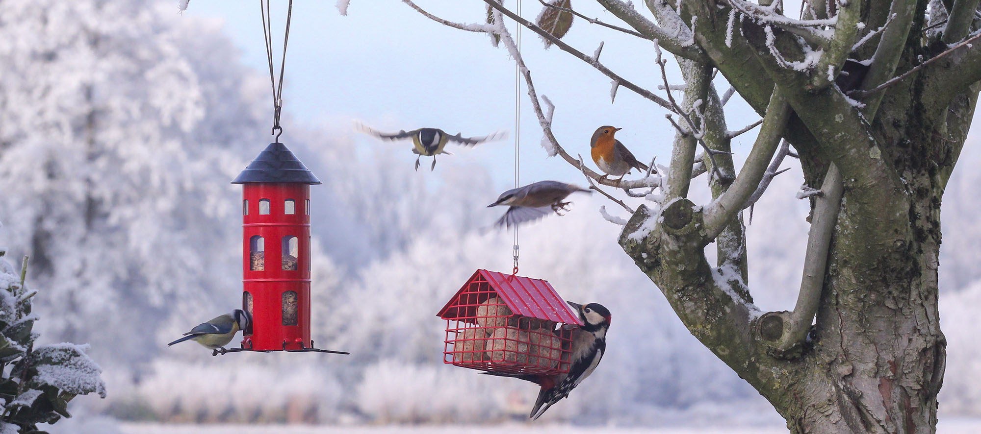 Vögel richtig bestimmen lernen