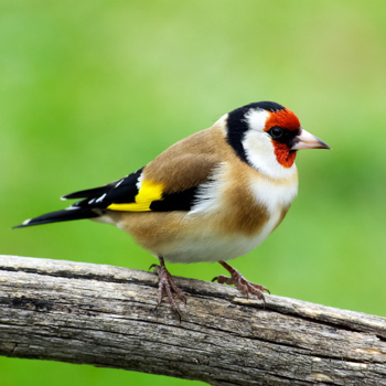 Vogelpfeife Stieglitz
