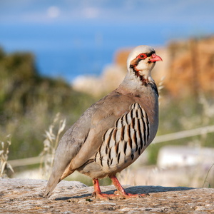 Vogelpfeife Rothuhn