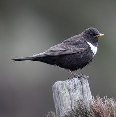 Vogelpfeife Ringamsel