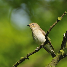 Vogelpfeife Gartengrasmücke
